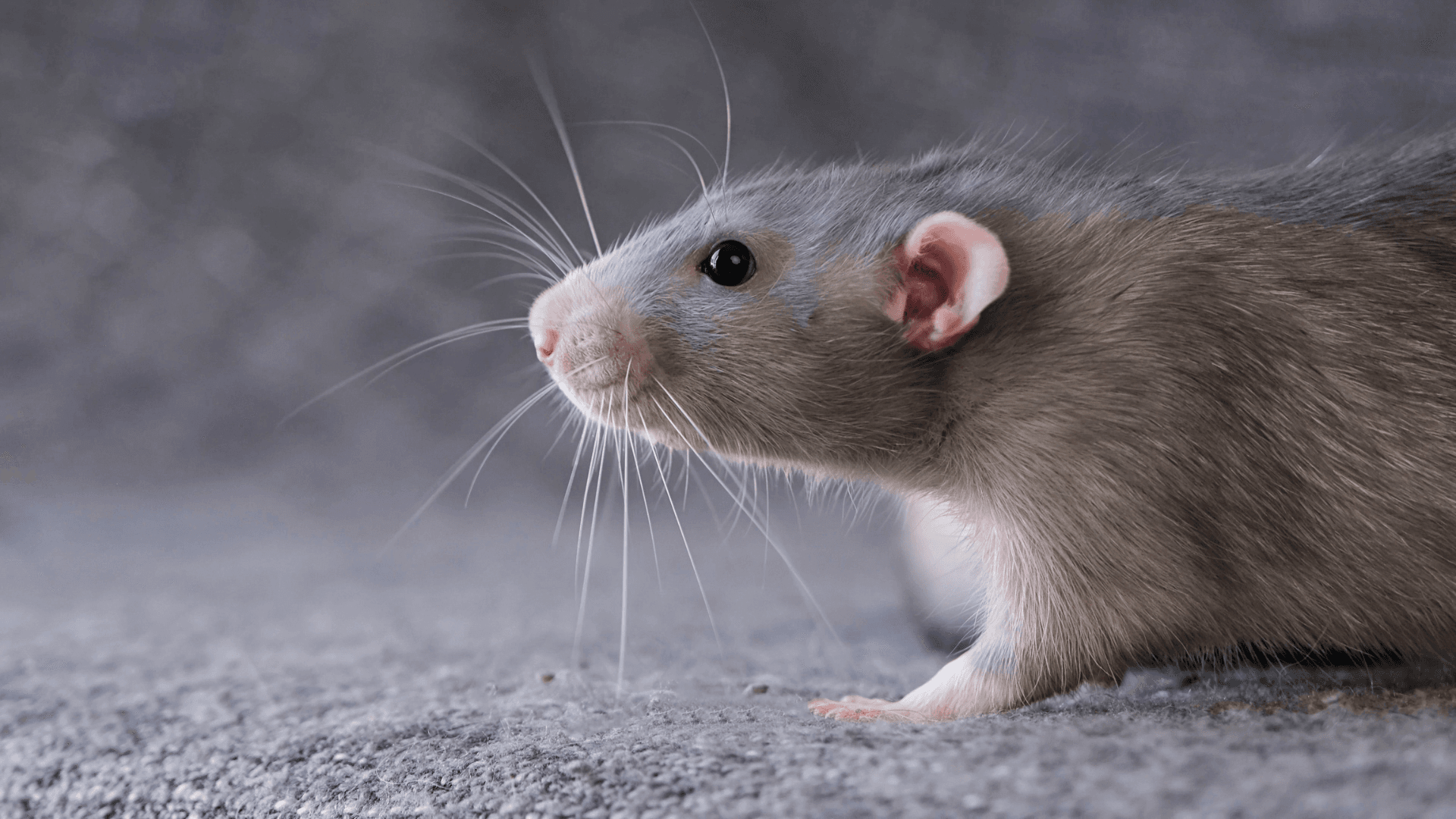 Rodents & renters: how to stop pests coming into rental properties