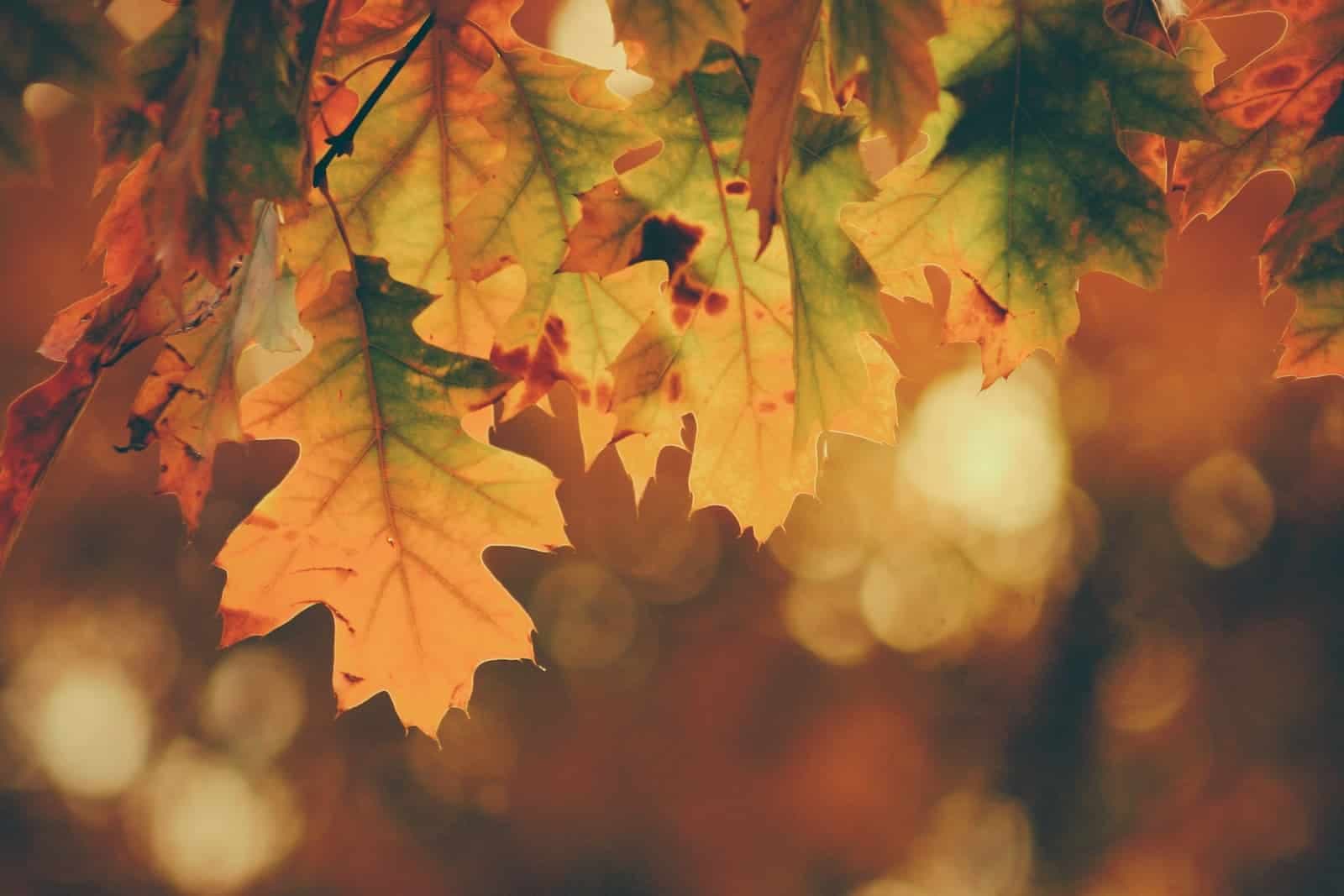A guide to selling in autumn